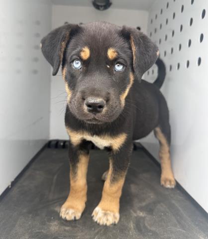 Shelter Stray Male Dog last seen Near BLOCK W LA CADENA DR, RIVERSIDE, CA, Jurupa Valley, CA 92509