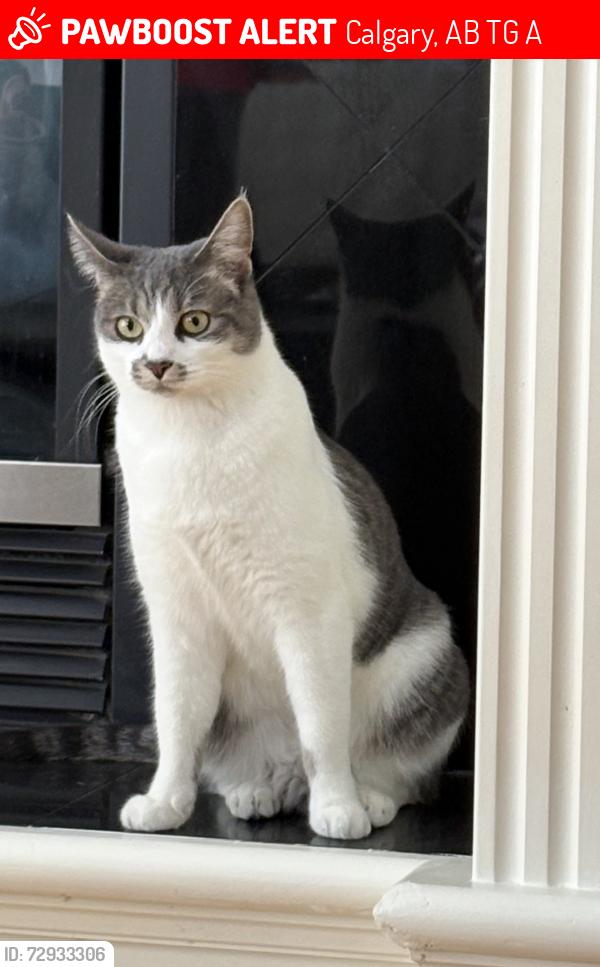 Lost Female Cat last seen Royal oak, Calgary, AB T3G 6A6