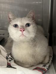 Shelter Stray Male Cat last seen , Chatsworth, CA 91311