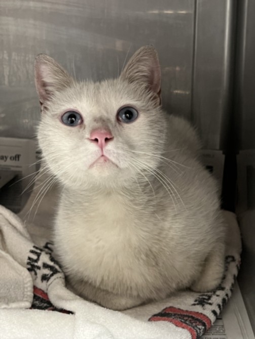 Shelter Stray Male Cat last seen , Chatsworth, CA 91311