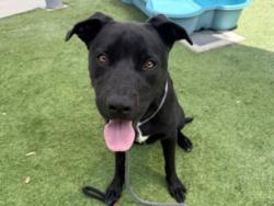 Shelter Stray Male Dog last seen , Los Angeles, CA 90047