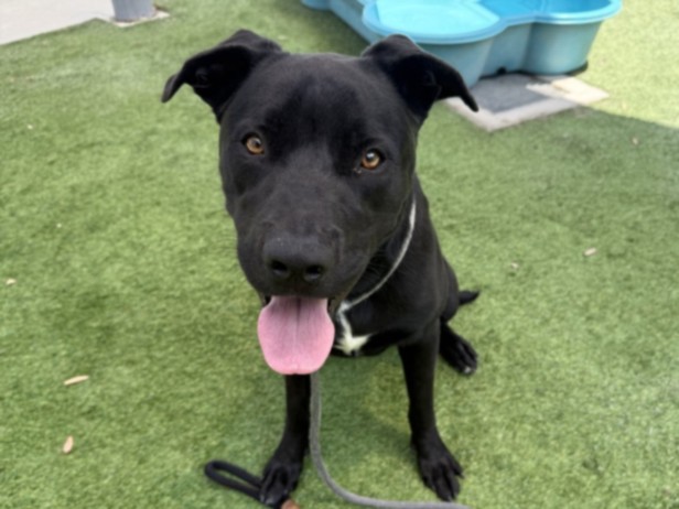 Shelter Stray Male Dog last seen , Los Angeles, CA 90047