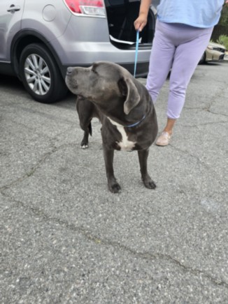 Shelter Stray Male Dog last seen , Los Angeles, CA 90047