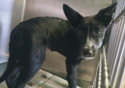 Shelter Stray Female Dog last seen , Los Angeles, CA 90047