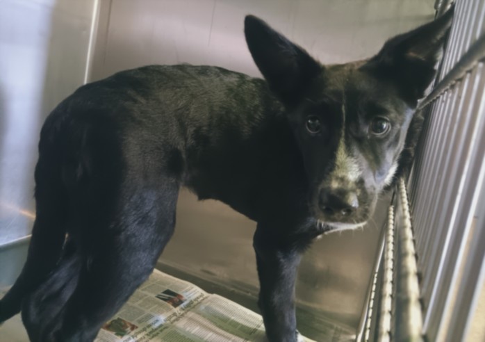 Shelter Stray Female Dog last seen , Los Angeles, CA 90047