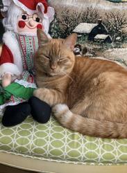 Lost Female Cat last seen Rocky mount elementary, Cobb County, GA 30066