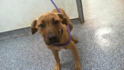 Shelter Stray Male Dog last seen CHARLOTTE, Charlotte, NC 28217