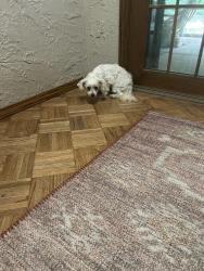 Found/Stray Female Dog last seen Bramble Berry Drive and Crosswood Drive, St. Louis, MO 63129