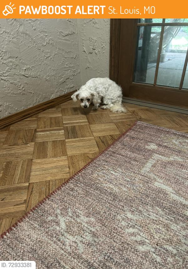 Found/Stray Female Dog last seen Bramble Berry Drive and Crosswood Drive, St. Louis, MO 63129
