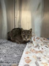 Shelter Stray Male Cat last seen Near , Indianapolis, IN 46221