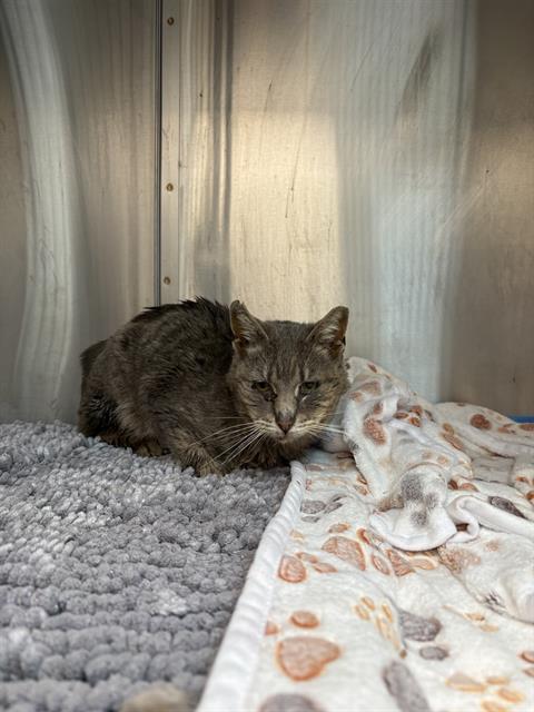 Shelter Stray Male Cat last seen Near , Indianapolis, IN 46221