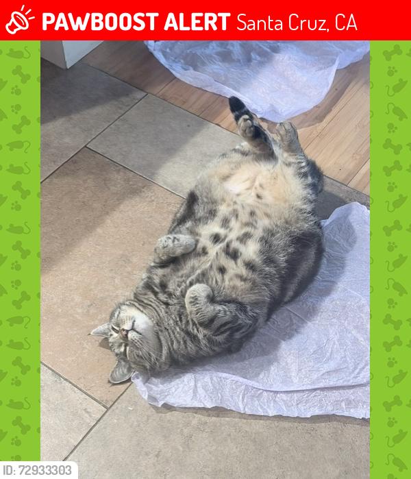 Lost Male Cat last seen Wilkes Circle, Santa Cruz, CA 95060