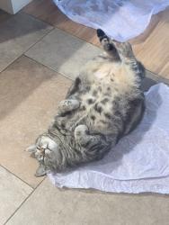 Lost Male Cat last seen Wilkes Circle, Santa Cruz, CA 95060