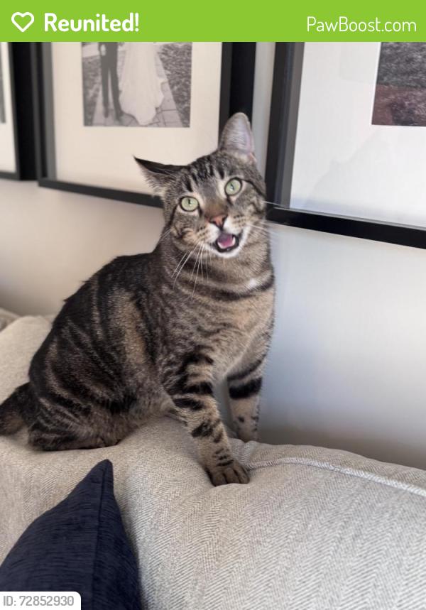 Reunited Male Cat last seen Near W 61st St, Shawnee, KS 66216, USA, Shawnee, KS 66216