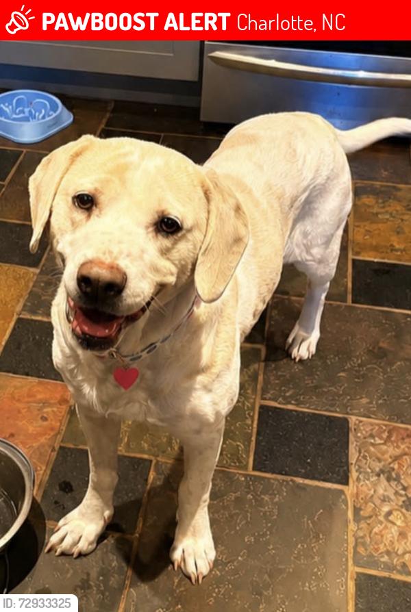Lost Female Dog last seen Heading to Way cross dr, Charlotte, NC 28214