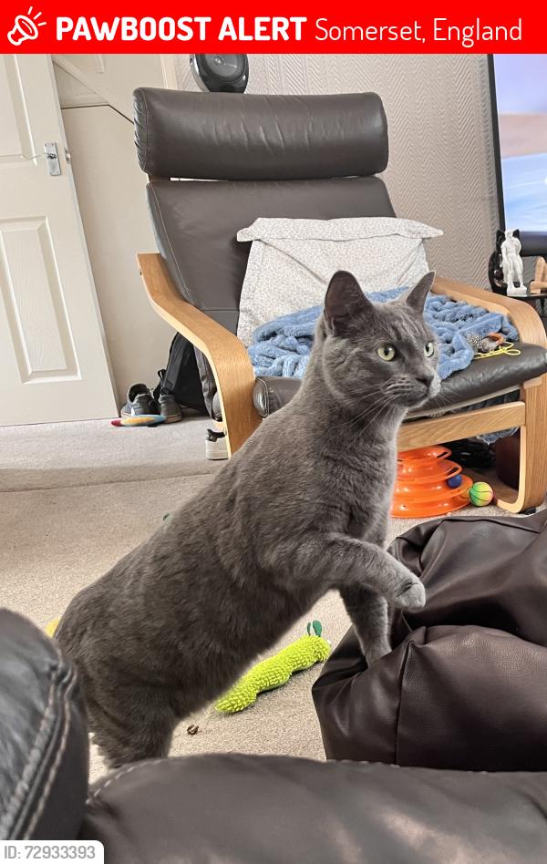Lost Male Cat last seen Thorne Lane and Tintagel Road, Somerset, England 