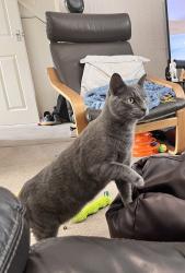 Lost Male Cat last seen Thorne Lane and Tintagel Road, Somerset, England 