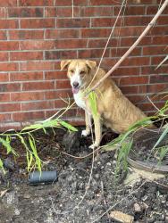 Reunited Female Dog last seen Parksley dr and MIDDLEBROOK dr, Houston, TX 77059