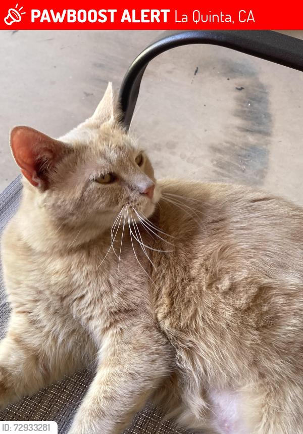 Lost Female Cat last seen Hidalgo and Avenida Villa , La Quinta, CA 92253