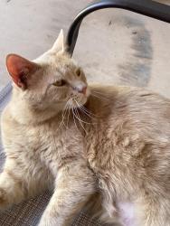 Lost Female Cat last seen Hidalgo and Avenida Villa , La Quinta, CA 92253