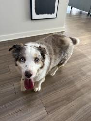 Reunited Unknown Dog last seen Grove apmts , Louisville, KY 40222