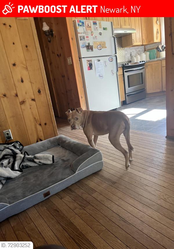 Lost Male Dog last seen tyler road and hyman, sandhill, decker, , Newark, NY 14513