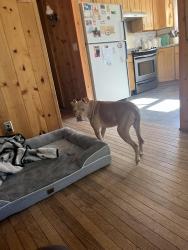 Lost Male Dog last seen tyler road and hyman, sandhill, decker, , Newark, NY 14513