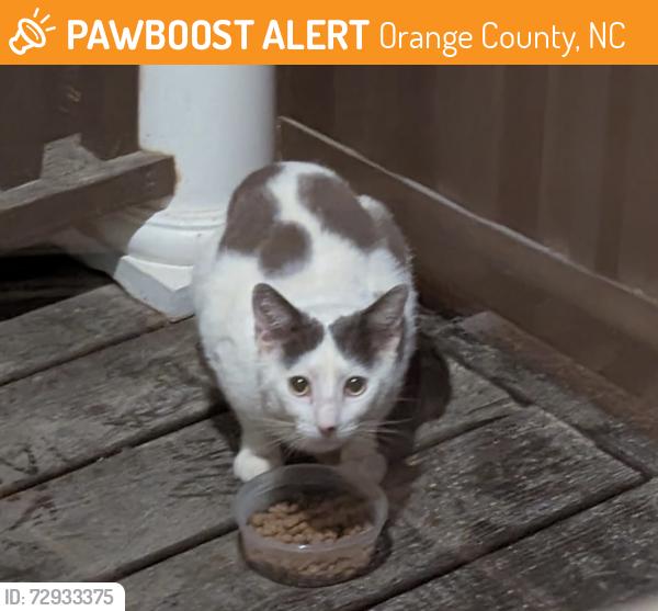 Found/Stray Unknown Cat last seen Winterberry Drive and 86, Orange County, NC 27514