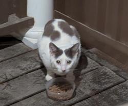 Found/Stray Unknown Cat last seen Winterberry Drive and 86, Orange County, NC 27514