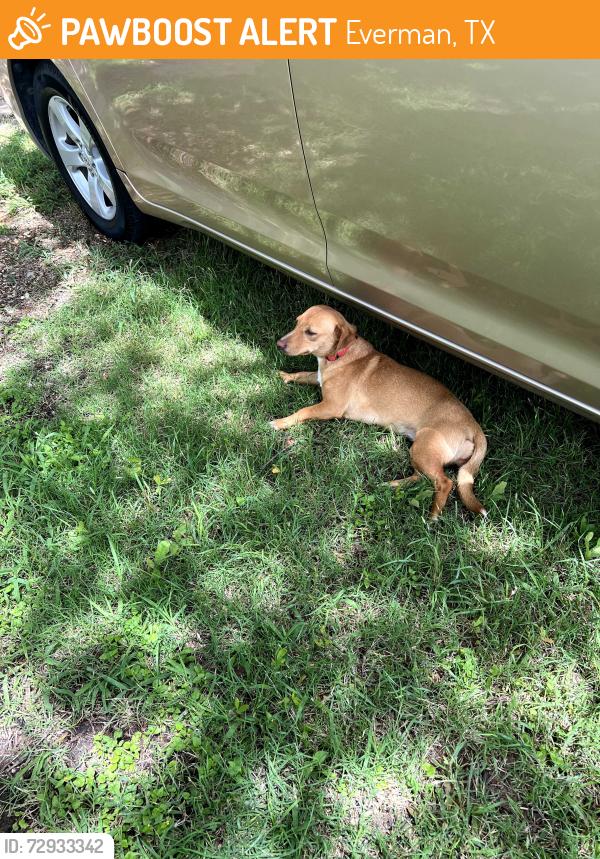 Found/Stray Female Dog last seen Quang chieu Zen Monastery , Everman, TX 76140