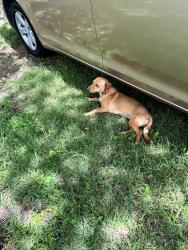 Found/Stray Female Dog last seen Quang chieu Zen Monastery , Everman, TX 76140