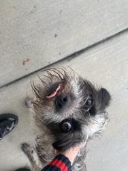 Found/Stray Female Dog last seen Bahamas street, Edinburg, TX 78539