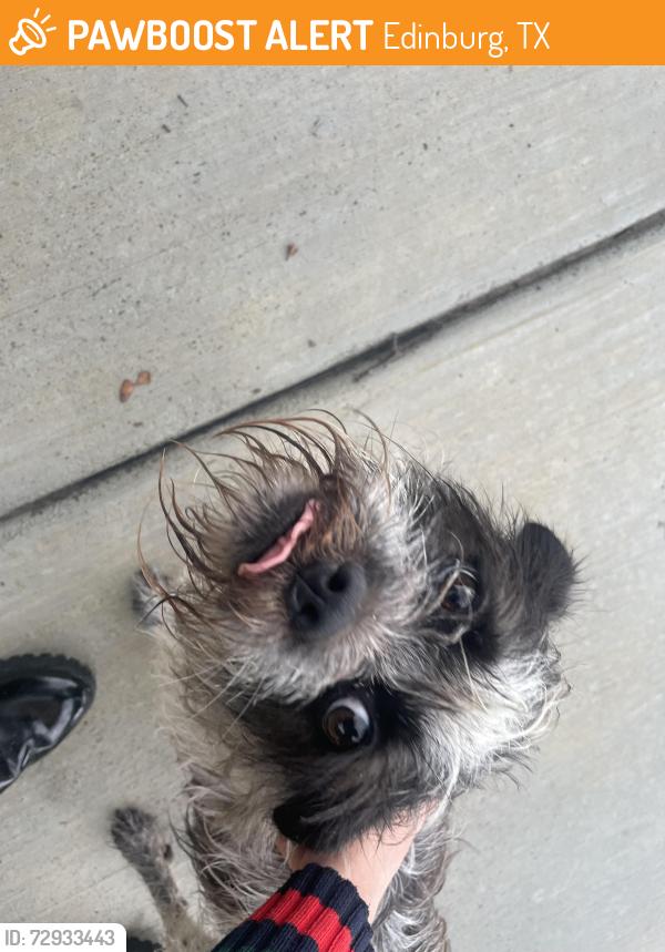 Found/Stray Female Dog last seen Bahamas street, Edinburg, TX 78539