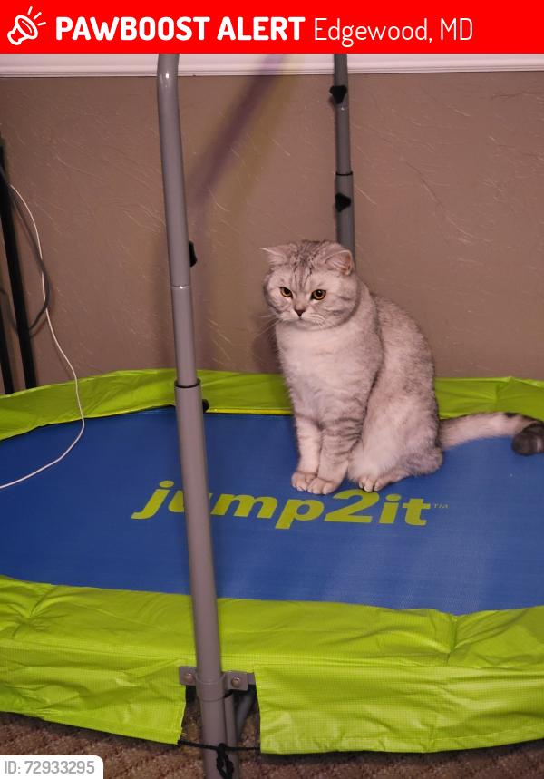 Lost Male Cat last seen Turquoise Circle, Edgewood , Edgewood, MD 21040