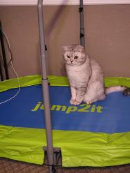 Lost Male Cat last seen Turquoise Circle, Edgewood , Edgewood, MD 21040