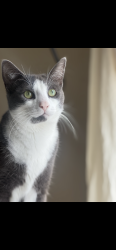 Reunited Female Cat last seen Benstein rd / maple rd , Commerce Township, MI 48390