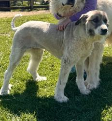 Reunited Female Dog last seen Central Park, Boone County, KY 41005
