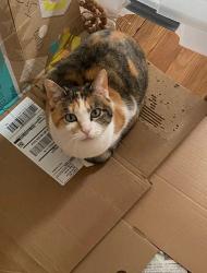 Reunited Female Cat last seen Northumberland and Dallas, Pittsburgh, PA 15217