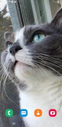 Lost Male Cat last seen Nearest 50th Ave with 93rd St. 94th st, between 93rd st, 92nd st.   Junction Blvd & Corona Ave., Queens, NY 11373