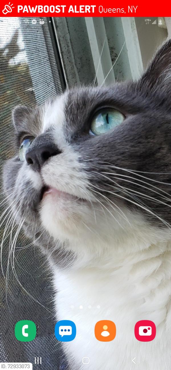 Lost Male Cat last seen Nearest 50th Ave with 93rd St. 94th st, between 93rd st, 92nd st.   Junction Blvd & Corona Ave., Queens, NY 11373