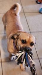 Reunited Male Dog last seen 29th / craycroft / 22nd st, Tucson, AZ 85711