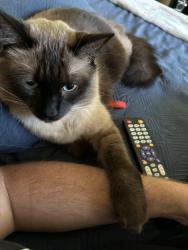 Lost Male Cat last seen Navone street, Vallejo, CA 94591