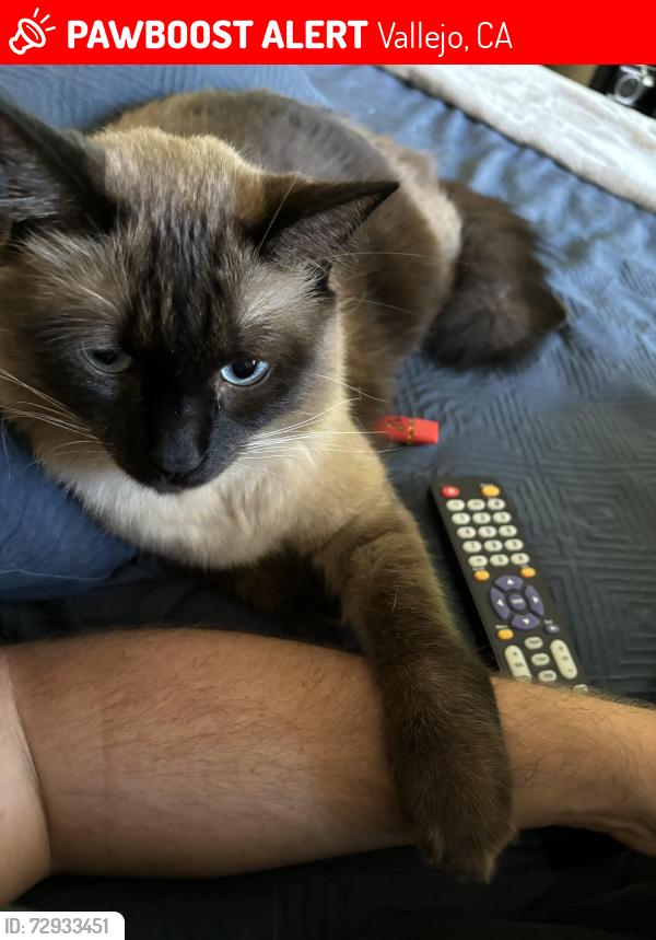 Lost Male Cat last seen Navone street, Vallejo, CA 94591
