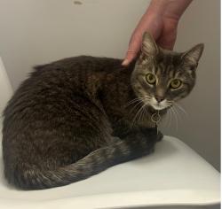 Reunited Male Cat last seen Near rue de Verdun, Montréal, QC H4H