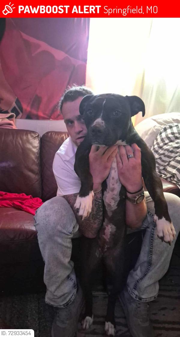 Lost Female Dog last seen n la Fontaine , Springfield, MO 65802