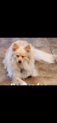 Reunited Female Dog last seen Christopher st , Adelanto, CA 92301