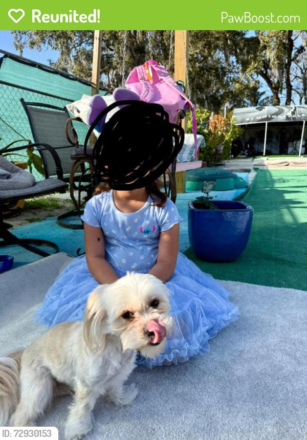 Reunited Female Dog last seen Near Virginia ave, New Port Richey, FL 34652