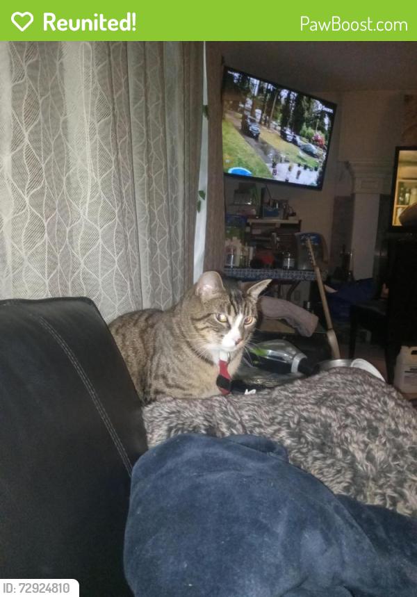 Reunited Male Cat last seen Near Ave and 202st, Langley Township, BC V2Z 2B9
