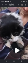 Lost Male Cat last seen Near cactus Lane , Washington, UT 84780