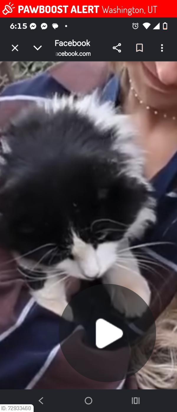 Lost Male Cat last seen Near cactus Lane , Washington, UT 84780